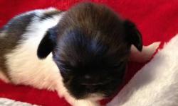 PEKINGESE PUPPIES, Males & Females Available ACA Registration, DewClaws Removed, Will have Vet Check, Health Certificate, First Shots and Worming. Also included is puppy kit, with Starter Food. Raised Underfoot, Well Socialized with other dogs, cats and