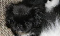 PEKINGESE Puppy, Last Female Left, 11 Weeks old, ACA Registration, DewClaws Removed, Vet Checked, Health Certificate, First /Second Shots and Worming. Also included is puppy kit, with Starter Food. Raised Underfoot, Well Socialized with other dogs, cats