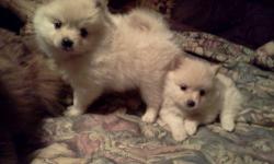 Puppies are ready to go between Jan. 21-28 and sell for $450.00 to $500.00. Right now we have one male cream, one female cream, and one black female pup left.
We are not big breeders. We own two male Poms and one female Pom as loving pets, and we bread