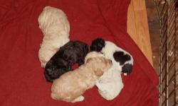 READY TO GO 5/16/13!WE HAVE 5 ADORABLE ACA REGISTERED MINIATURE POODLE PUPPIES..ONE MALE AND 4 FEMALES..THERES A WHITE WITH BLACK SPOTS MALE,ONE CREAM FEMALE,ONE APRICOT FEMALE ONE,ONE BLACK FEMALE AND ONE WHITE FEMALE W/APRICOT SPOTS..THEY WILL ALL BE