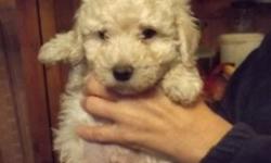 Heres 3 ACA Registered Miniature Poodle Puppies..We have three males left..they've had their shots,tails docked and been wormed twice.they're big and healthy,ready to go!These dogs are hypo-allergenic and DO NOT SHED!
We have two big males and the runt
