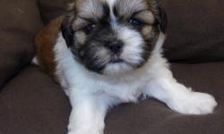 Shih Tzu Puppies available 3 Males and 2 Females. Pups come with ACA Registration, 4 generation pedigree, They will be Vet Checked, with Health Certificate, will come with First Set of Shots and series of de-Worming. Also included is puppy kit, with