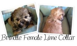 Shih Tzu Puppies 2 Females Available. Will stay on the smaller side 10-12lbs. ACA Registration, 4 Generation Pedigree, Will be Vet Checked, Health Certificate, First set of Shots and series of De-Worming. Also included is puppy kit, with Starter Food.