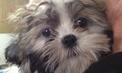 "Maddie" Female Shih Tzu Puppy 15 Weeks old, ACA Registration, 4 Generation Pedigree, Vet Checked, Health Certificate, First/Second/Third set of Shots and series of de-Worming. Also included is puppy kit, with Starter Food. Raised Underfoot, Well