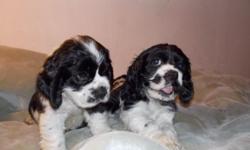 2 males available vet health papers & 1st puppy shots, tails are docked dew claws removed
weekly dewormed No fleas Here!  & strictly in the home raised right! outgoing & social...
mother is the cockerspaniel so they have adorable square head & box nose