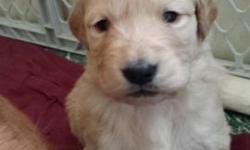I have 2 males and 1 female left out of a litter of 8 born 2/3/14. 1 Red golden male, 1 cream golden male, and 1 in between cream/red golden female. Puppies will be ready to go 4/4/14. Will have first set of shots be wormed and will be vet checked. Pup