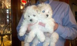 Perfectly adorable, pedigreed maltese puppies. (Three boys available.) My family and I fell in love with the Maltese Breed and wanted to share our tiny treasures. We chose our little Maltese parents for their attentive, loving, gentle dispositions,