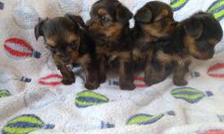 Our beautiful dog Zeta gave birth to 4 little puppies on August 16, 2013. She had three little girls and one little boy. The puppies will be fully registered through AKC, with full breeding rights. Their tails are docked and dew claws removed. They will