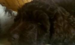Sweetest pups ever! Great family dog! Extremely smart,too! Springer spaniel/ standard poodle mix. Sheds very little. Non- allergenic. Have been vet checked, and first shots, and have been wormed. call me-Jody @585-205-1421, or email me @ [email removed],