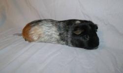 Breed - American
Variety - Tri Roan
Few months old, he needs a good, loving home with preferably another piggy friend. We gave him the nickname of snicker doodle, and he was breed from a GREAT line. He is not show quality but he is a great breeder pig and