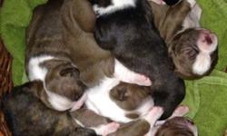 I have purebred Boston Terriers for sale they were born on November 12 and will be ready to go to new homes on January 7 they will be wormed on schedule and be seen by vet before they go home talking a 150.00 non re fundal deposit to hold ur pup of choice