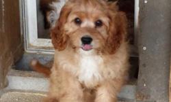 Ruby cavapoo boy
Very sweet and gentle
12 weeks. & started potty training.
Up to date on shots
Vet checked
This ad was posted with the eBay Classifieds mobile app.