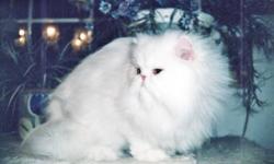 I am offering an adorable copper eyed, solid white persian male as a breeder for $1,500, or as a pet for ( $975) since he is a real sweetheart and very playful and animated as well!
Only serious inquires, please.
Sharon
website...www.sharadacats2002.net