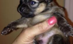 Posting for a friend:
Now taking deposits on our Beautiful lil Chi-Poms born on 1/18/2014.
Mother is a 3 & 1/2 lb Chihuahua and father is a 5 lb Teddy Bear Pomeranian.
All puppies will have super plushy fur.
3 males and 3 females, please see pictures.
