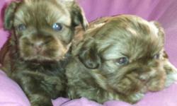Hi
Beautiful...chocolates...
Havanese/ shih tzu cross puppies
One boy...one girl
I have posted their pics..
And also several pics of older Havashu puppies...
so you can see how Gorgeous they get :)
Non shedding. ..
Will have 1st shots...
Wormed...