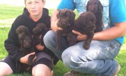 I have some very cute chocolate labradoodle puppies available for sale for $850. They are 8 weeks old, F1 generation, have their first shot and are wormed. I have 2 females and 2 males. These are very lovable pets and make for great family dogs.
If