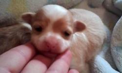 Born on January 29th, Mama Chloe had 4 adorable, long-haired, purebreed Teacup Chihuahua puppies! She had 3 females & 1 male!! All puppies are ICA (International Canine Association) Registered, will come with their first set of shots and deworming,