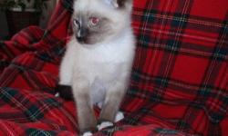 Gorgeous 2 month old kitten male is waiting for his permanent home. He is Siamese mix with blue eyes, playful , has learned to use a litter box, likes to cuddle.
