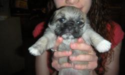 I have fury baby pugs looking for a forever home Mom is Havanese and that's where are longer hair comes from and Dad is a pug and we look a lot like him with are curly tails and are boxed heads with are pushed in noses we are adorable and unique If you