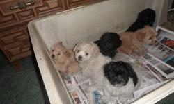 7 adorable peekapoo puppies ready to go. $400 Have had first shots and wormed. Mom is peekanese dad is toy poodle.315-276-0243