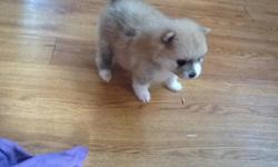 I have four pomeranian puppies ready to go July 29th. Dad registered ckc and about 9 pounds mom up is brown sable and is 10 pounds. Two males are white/ cream and charting to be 9 to 10 pounds. One gorgeous female charting to get 7 to 8 pounds. One tiny