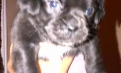 * 5 in the litter: 4 females, 1 male - Born Dec 8
These A-DOR-ABLE puggle pups are ready to go to their new home!
Both parents are puggles; Mommy is fawn with a black mask & Daddy is all black with a white chest & white trim on paws.
A puggle or