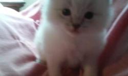 Very, very cute and playful male and female ragdoll kittens available for deposit. Kittens are vet checked and vaccinated. They are purebred, blue eyed ragdoll kittens registered with TICA. They were born on May 1 and will be ready to go to new homes at