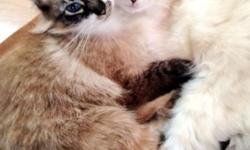 I have 2 Ragdoll kittens for sale - They were born 8/24/2014. The kittens are 7 weeks old and will be ready to go at 8 weeks. If you would like more information, please email me.