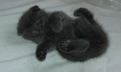 Blue lilac Scottish fold kitten , potty trained . Very playful , will be ready by end of March
This ad was posted with the eBay Classifieds mobile app.