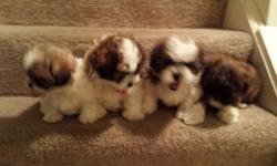 Beautiful 8 week old Shih Poo puppies. Vet checked w/1st set of shots and deworming. 2 females (1brown w/blk. Face and 1 white w/tan markings) 2 males both white w/tan and brown markings. Dad is full shih tzu and mom is mix shih tzu and poodle.