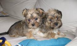 I have two Shorkie puppies (mix between Yorkshire Terrier and Shih Tzu). They are both males. They were born on December 25, 2012 (they're Christmas puppies!). They have their first shots and are de-wormed. They are paper trained! The biggest one of the