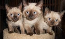 Gorgeous blue-eyed chocolate and seal point Siamese kittens. First vaccine, vet's certificate of good health, litter box trained. Photo of adult cat on couch is their mommie, our dear Tuptim, a very affectionate, responsive cat (she "comes" when called!).