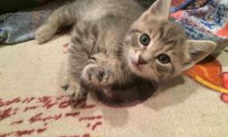 He is the cutest and cuddliest kitten you've ever seen. He has his father's (Russian Blue) soft, hypoallergenic fur that you have to touch to believe and his mother's (Siberian) loveable and playful temperament. He has never seen the inside of a cage,