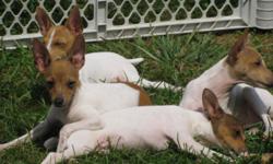 I have 5 adorable male Toy Fox Terrier type puppies. They are up to date on shots, worming, tails and dew claws done and have been Vet checked and are ready to go to there new homes. Full of energy and just a joy to be around. The BIG dog in the little