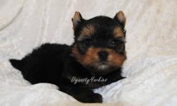 He is Dark brown in color with light brown paws he is just adorable,he is 6 weeks old he is ready to go on the 15th. Hes very playful and just a good dog,hes affectionate and loves his belly rubbed. He is just a very sweet dog,he loves to play and also he