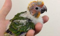 Well trained 3 year old male sun conure for sale. Fun, active, loving parrot. He loves attention, and loves people.