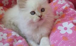 Adorable Ragdoll Kittens for sale. Vet examined, vaccines, de-wormed. For sale from reputable hobby breeder. References available upon request.
2 females, 1 male
$650 each.
Must be indoor only homes, no declaw allowed.