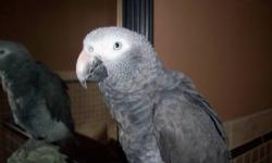A beautiful young African Grey Timneh. His name is "Pepper".Large "clean"Vocab. No breeders or sellers please. References checked. Begin communication with emails only.