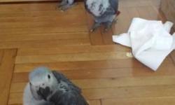 7 week old AFRICAN GREY CONGO (RED TAIL)1350,READY TO GO NOWWWWW !!!!
16 week old baby sun conure very sweet!!!! $350 WEANED
aracari toucan 2,1/2 years old $2,000
THESE ARE ALL VERY FRIENDLY BABIES IM SURE YOU' WILL BE IN LOVE :) GUARANTEED !!!!PLEASE
