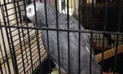 African grey red tail for sale
It is a litle bit pluck, bit its healthy
This ad was posted with the eBay Classifieds mobile app.