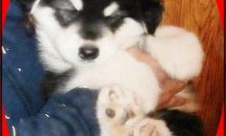 https://www.facebook.com/EnchantedMals
AKC GIANT ALASKAN MALAMUTE True Black and White Wooly Pup!
http://youtu.be/oBDztfpuTRw Smile! Have some fun watching this video of past pups!! I did!
AHMIK!! is a Seal and White Wooly boy that will be ready for his