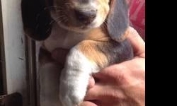 Beagle Puppies DOB 5/30/13, 1 Male and 1 Female Left, (Female First 2 Pictures) AKC Registration, DewClaws Removed, Vet Checked, Health Certificate, First Shots and Worming. Also included is puppy kit, with Starter Food. Raised Underfoot, Well Socialized