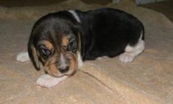 BEAGLE PUPPIES, 2 males left , Going Quick! DOB 9/30/12, Ready to go 11/25/12 Taking Deposits now. They are AKC Registration, DewClaws Removed, Will have Vet Check, Health Certificate, First Shots and Worming. Also included is puppy kit, with Starter