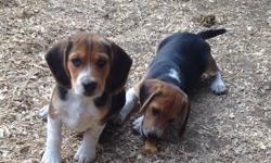 "PRICE REDUCED" These two beautiful boys are still available and would love to go home by this weekend. They are a delight to be with, so sweet, If you are looking for a well bred Beagle pup these boys are for you!!! DOB 6/4/13, Full AKC Registration,