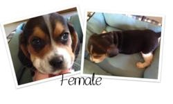 Beagle Puppies available Males and Females. Pups come with AKC Registration, will be Vet Checked, with Health Certificate, will come with First Set of Shots and series of de-Worming. Also included is puppy kit, with Starter Food. Well Socialized with
