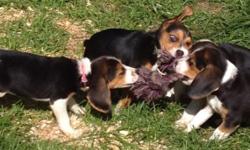 Beagle Puppies available Males and Females. Pups come with AKC Registration, Vet Checked, Health Certificate, First Set of Shots and series of de-Worming. Also included is puppy kit, with Starter Food. Well Socialized with other dogs, cats and kids!