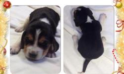 AKC Beagle Puppies, 1 Female, 4 Males available. Pups comes with AKC Registration, Dew Claws removed. Will be Vet Checked, with Health Certificate, First Set of puppy Shots, series of de-Worming Also included is puppy kit, with Starter Food, collar, and