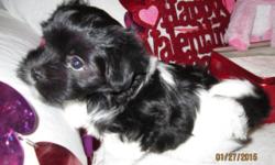 AKC havanese puppies are ready for there new homes .....!! Both are females with jet black hair coats. DOB 12/9/14. Very smart and playful. Dew claws removed, vet checked, shots UTD . They should mature to around 12-13 lbs. Mom is chocolate and Dad is