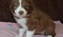 AKC registered Border Collie puppies born 2-8-15 will be ready to leave after Easter when they turn 8 weeks. Puppies are being raised on Eukanuba puppy food, will have had two vet visits, first two puppy shots, wormed and come with a puppy pack with food