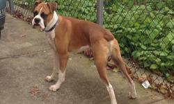 11 month old boxer puppy named Bentley. With all immunizations up to date. Includes XL pet gear sage crate worth over $350.00. He is 11 months old and is approximately 70lbs.